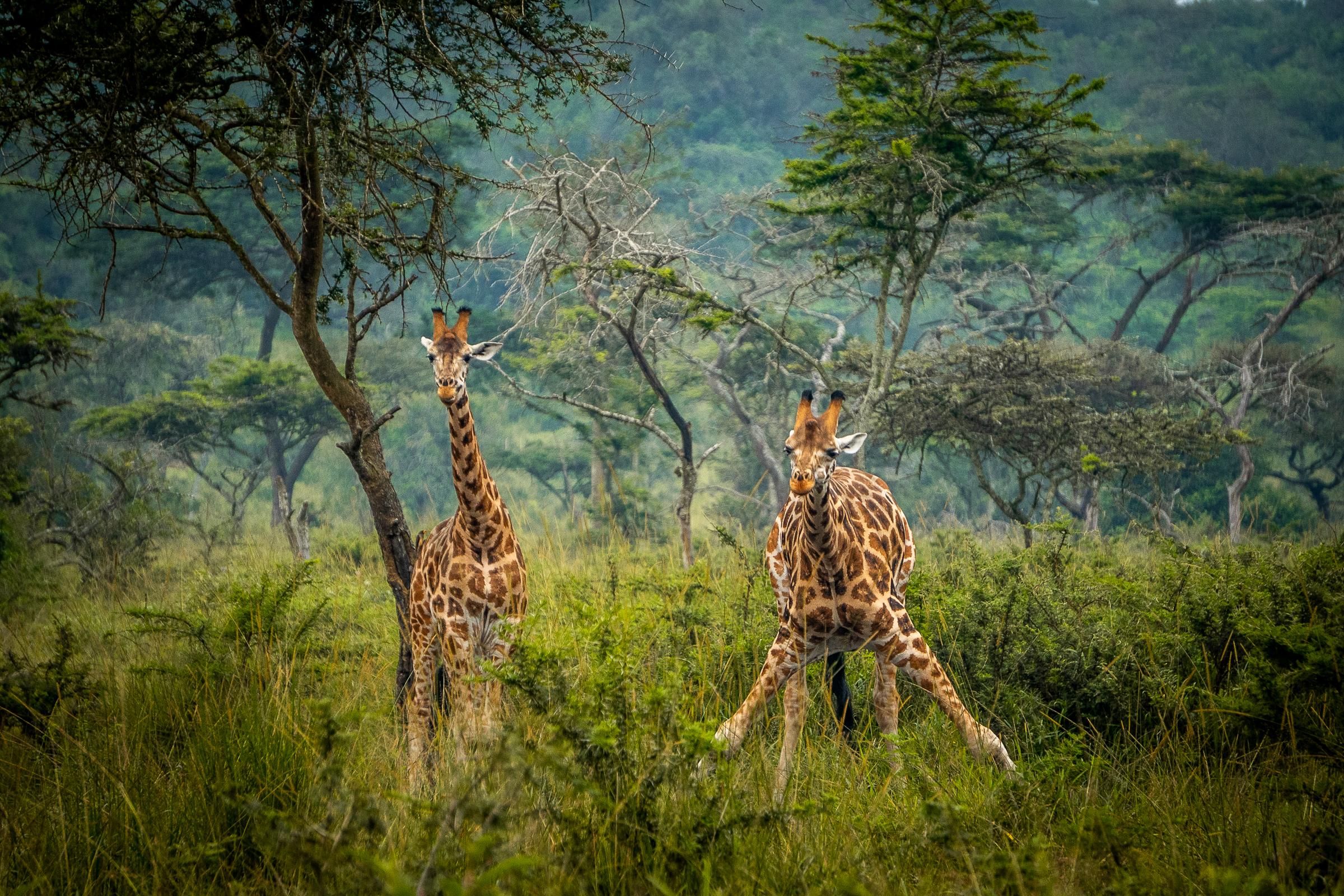 lake-mburo-national-park-giraffes-min